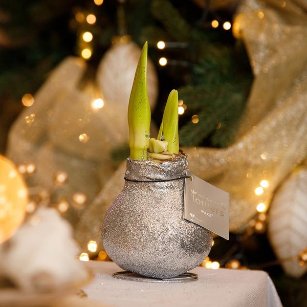 Ohne Wasser Blumen (wax amaryllis) XMAS Glitzer mix - 3er set + Rote Blumen