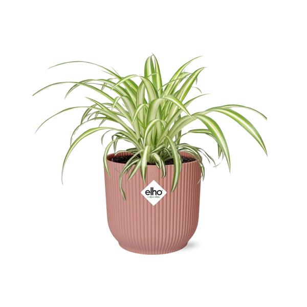 Chlorophytum Comosum Variegatum in Topf 14cm - 20cm - Rosa