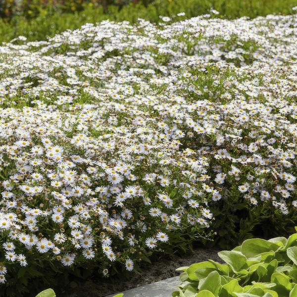 Aster ageratoides 'Ashvi' - ↕25cm - Ø9cm - 6x