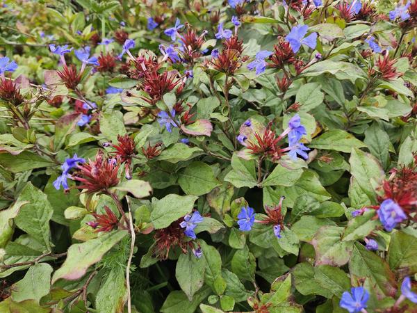 Ceratostigma plumbaginoides - ↕10-25cm - Ø9cm - 6x