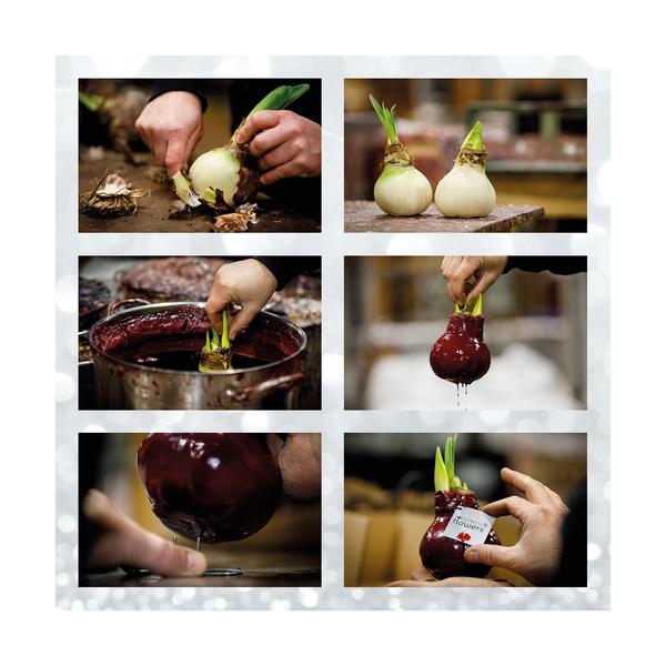 Ohne Wasser Blumen (wax amaryllis) XMAS Mix - 2er set + Rote und Weiß Blumen
