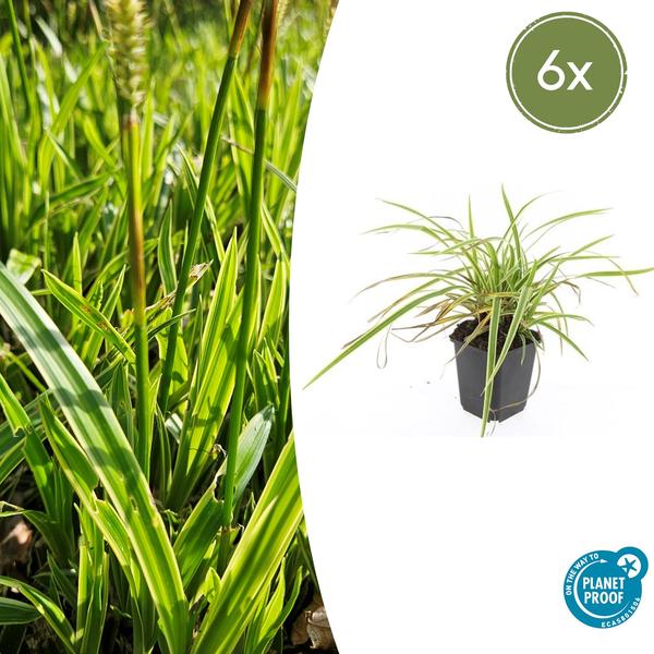 Carex morrowii 'Aureovariegata' - ↕10-25cm - Ø9cm - 6x