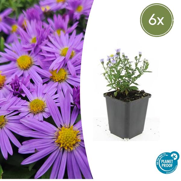 Aster (D) 'Prof. Anton Kippenberg' - ↕10-25cm - Ø9cm - 6x