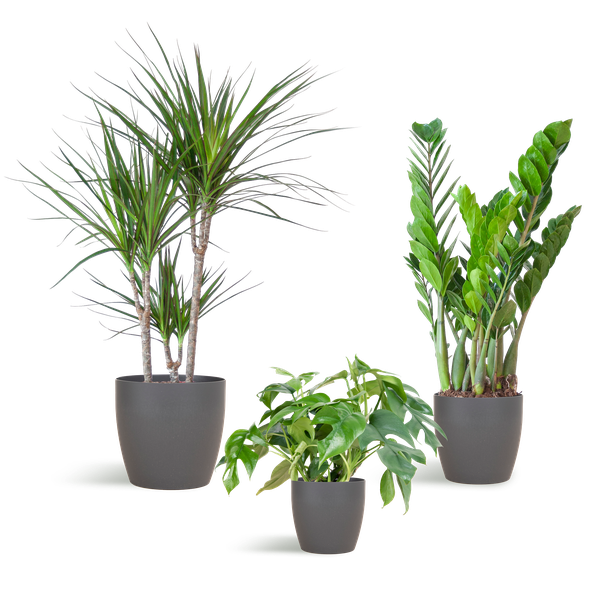 Shade Plant Box – medium – mit Vibers-Topf grau