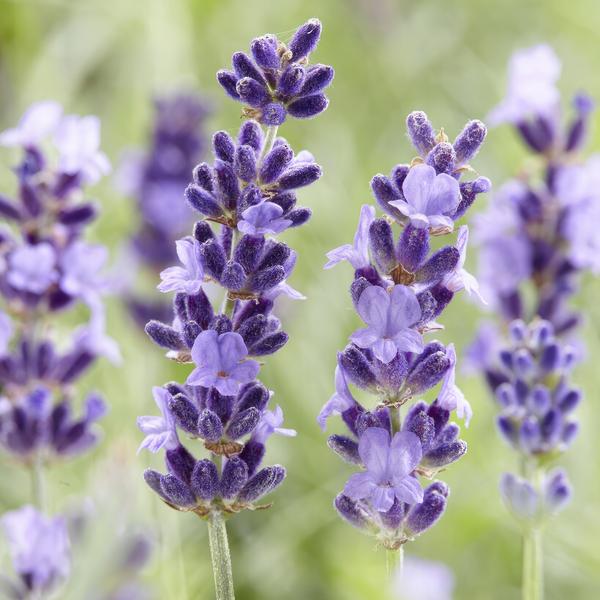 Lavendel 'Hidcote' - ↕10-25cm - Ø9cm - 12x