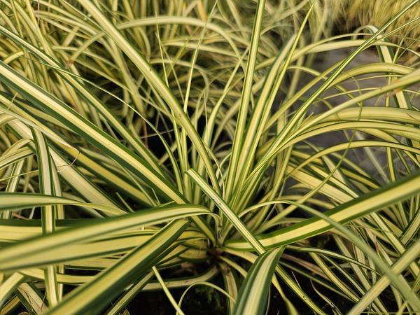 Carex oshim. 'Evergold' - ↕10-25cm - Ø9cm - 6x