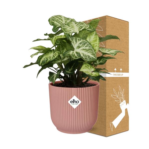 Syngonium in Topf 14cm Rosa