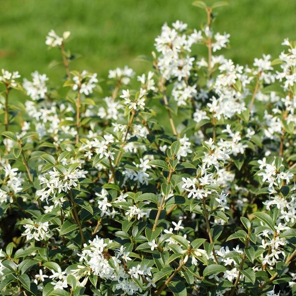 Burkwoods Duftblüte 25x | 100–125 cm