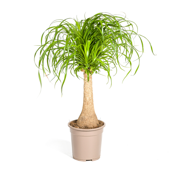 Beaucarnea Recurvata Stamm Ø21cm - ↕70cm