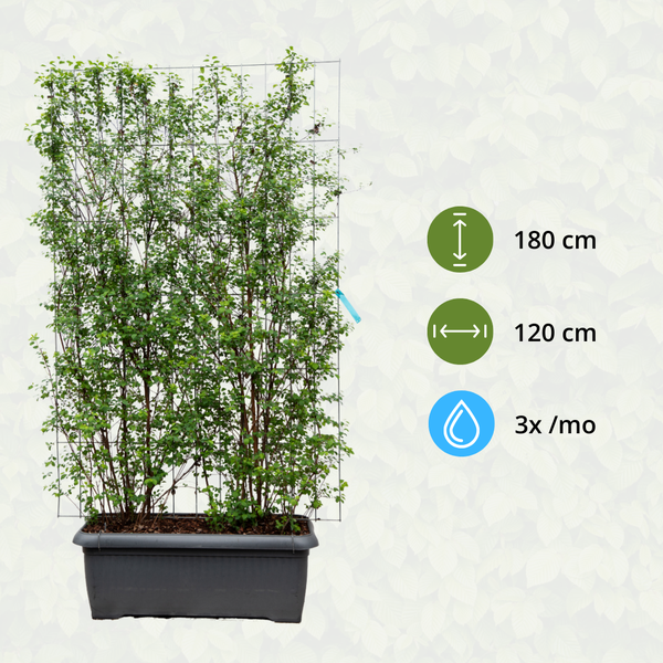Spiraea Vanhouttei - Spierstrauch - Fertighecke - 120 x 180 cm