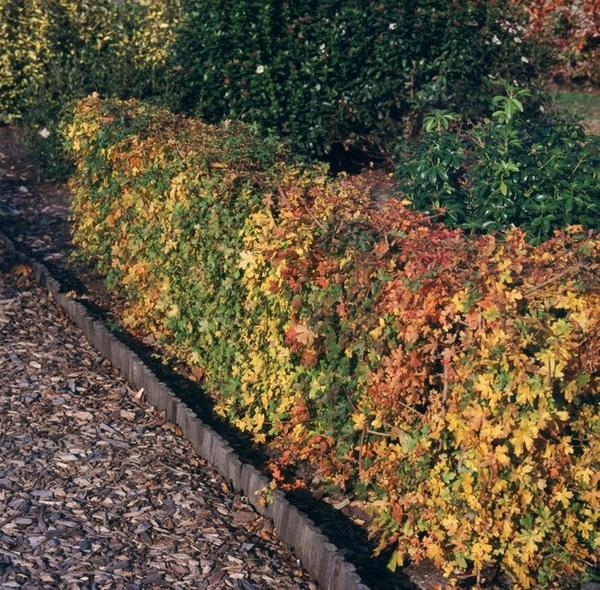 Crataegus Monogyna - Wurzelnakt - 40/60 - 50x