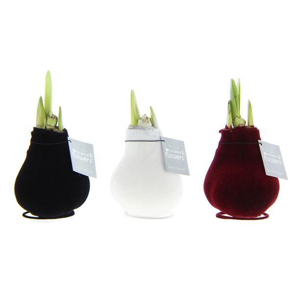 Ohne Wasser Blumen (wax amaryllis) XMAS Metallic mix - 3er set + Rote und weiße Blumen