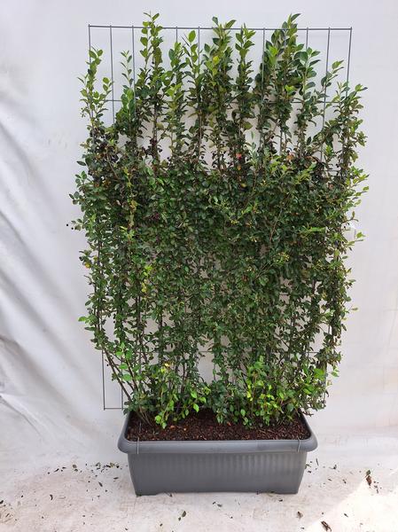 Cotoneaster lucidus - Zwergmispel - Fertighecke - 120 x 180 cm