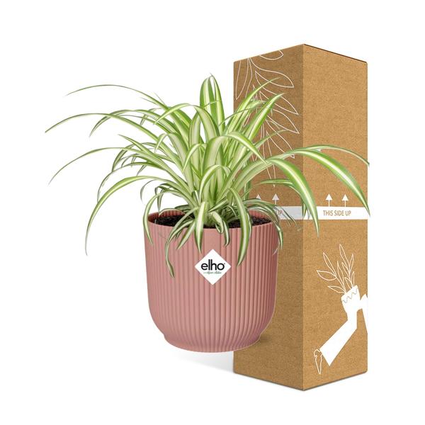 Chlorophytum Comosum Variegatum in Topf 14cm - 20cm - Rosa