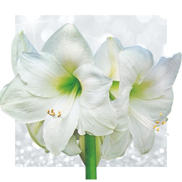 Ohne Wasser Blumen (wax amaryllis) XMAS Mix - 2er set + Rote und Weiß Blumen