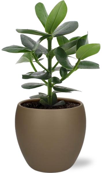 Clusia Rosea Princess - Ø12cm - ↕15cm + Topf - Braun