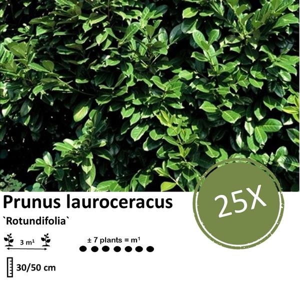Prunus lauroceracus `Rotundifolia`- ↕30-50cm - Wurzelnakt - 25x