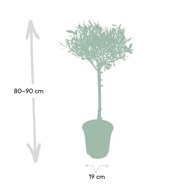Olivenbaum - Ø19cm - ↕90cm