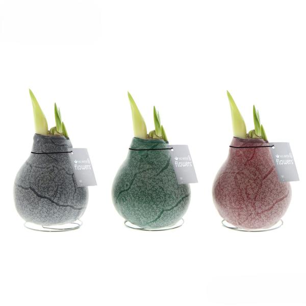 Ohne Wasser Blumen (wax amaryllis) XMAS Mix -3er set + Rote Blumen