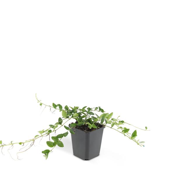 Vinca minor 'Alba' - ↕10-25cm - Ø9cm - 20x