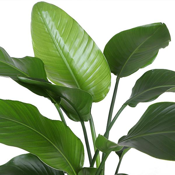 Strelitzia Nicolai - Ø21cm - ↕80cm in Weißer Topf