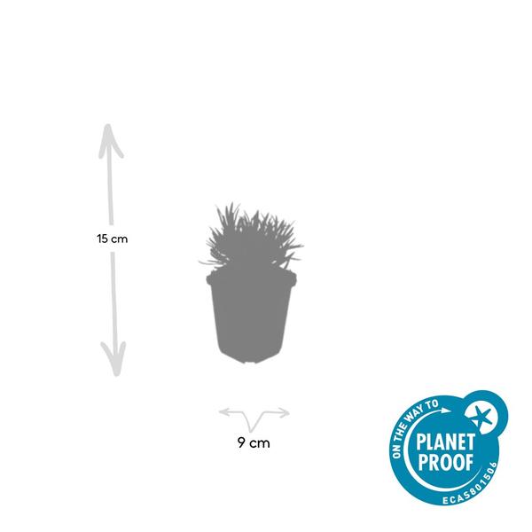 Lavendel int. 'Edelweiss' - ↕10-25cm - Ø9cm - 12x