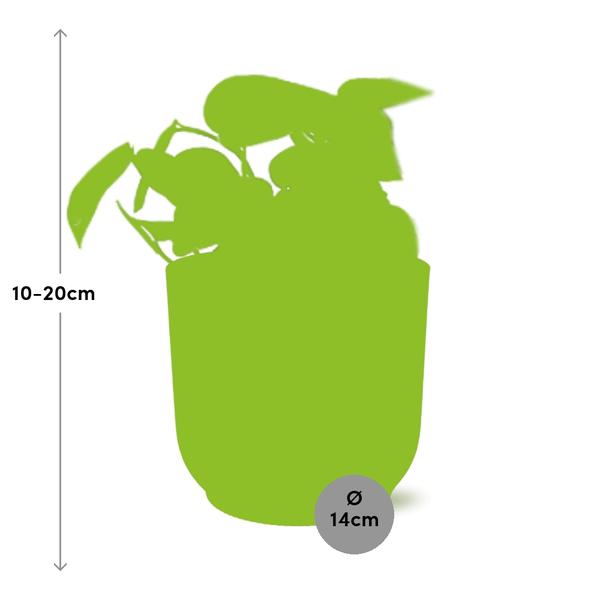 Scindapsus Pictus ‘Trebie’ in Topf 20cm - 14cm rosa