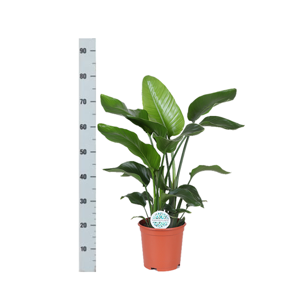 Strelitzia Nicolai - Ø21cm - ↕80cm in Weißer Topf