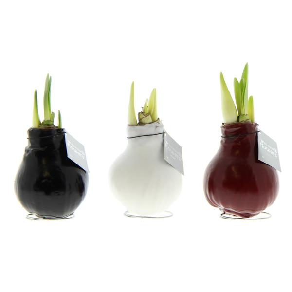 Ohne Wasser Blumen (wax amaryllis) XMAS Mix -3er set + Rote und Weiß Blumen