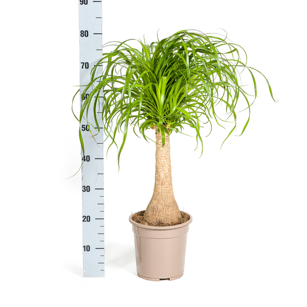 Beaucarnea Recurvata Stamm Ø21cm - ↕70cm