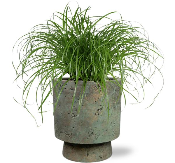 Cyperus Alternifolius - Ø12cm - ↕20cm + Topf - Grün