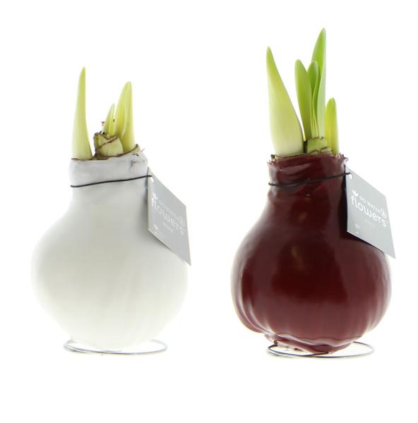 Ohne Wasser Blumen (wax amaryllis) XMAS Mix - 2er set + Rote und Weiß Blumen