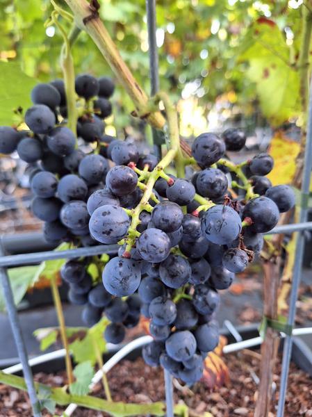 Vitis 'Boskoop Glory' - Fertighecke - 120 x 180 cm