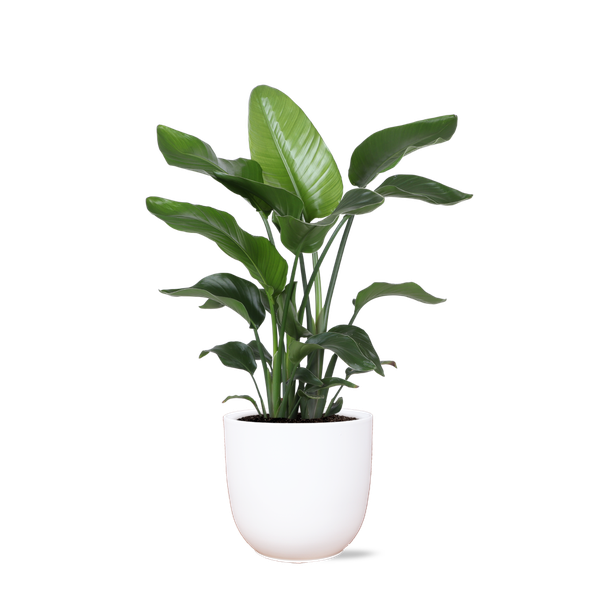 Strelitzia Nicolai - Ø21cm - ↕80cm in Weißer Topf
