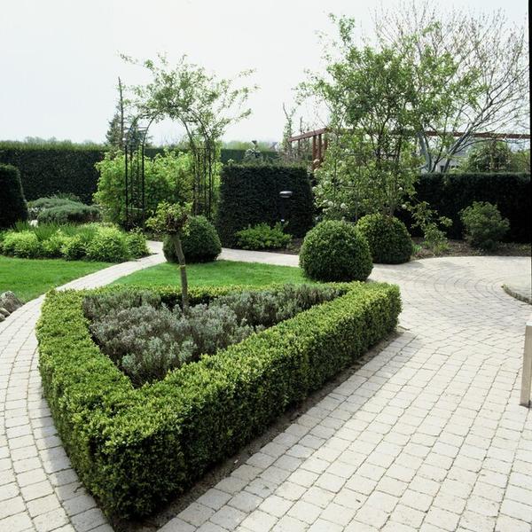 Buxus Sempervirens - ↕10-25cm - Ø9cm - 40x