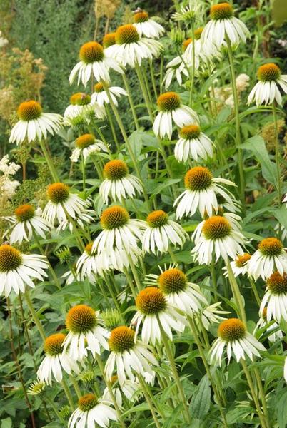 Echinacea p. 'White Swan' - ↕10-25cm - Ø9cm - 6x