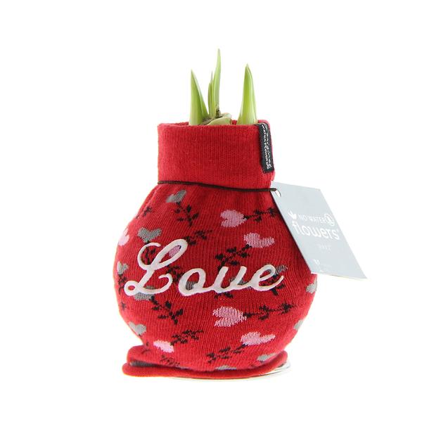 Ohne Wasser Blumen (wax amaryllis) XMAS LOVE + Rote Blumen