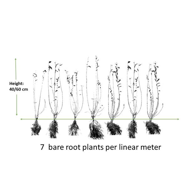 Liguster-vulgare-Atrovirens-Wurzelnackt- 40/60 - 50x