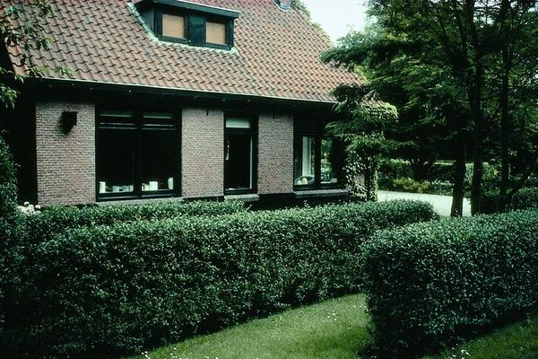 Ligustrum-Ovalifolium-Wurzelnackt- 40/60 - 100x