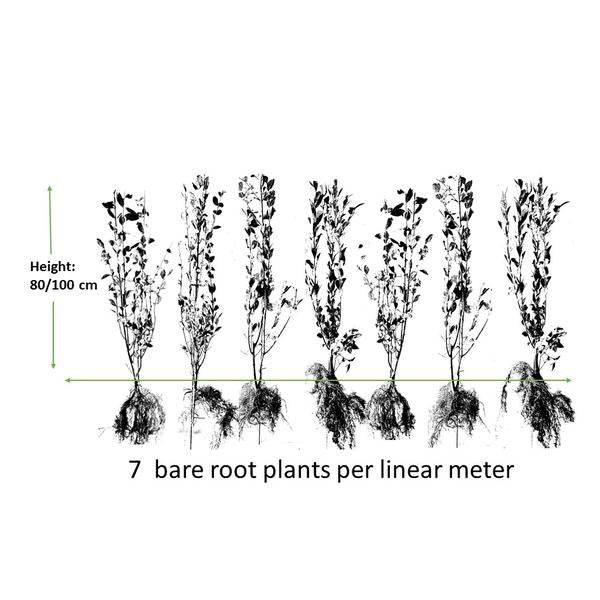 Ligustrum-Ovalifolium-Wurzelnackt - 80/100 - 100x