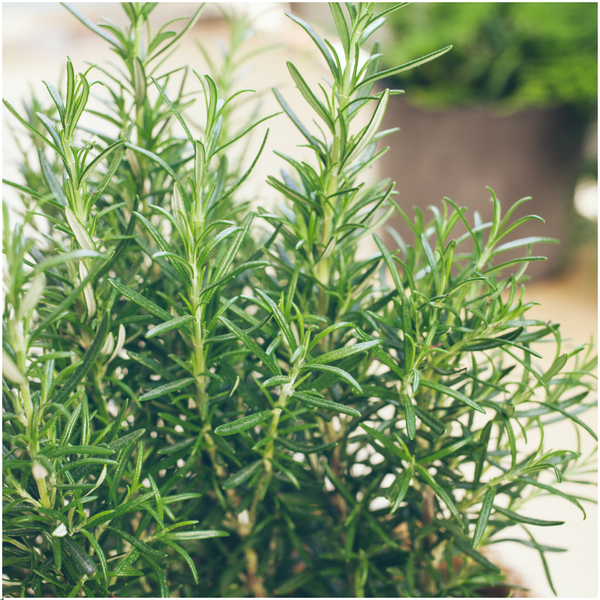 4 x 6 pack Rosmarinus officinalis - 6 x Ø7 cm - ↕25 cm