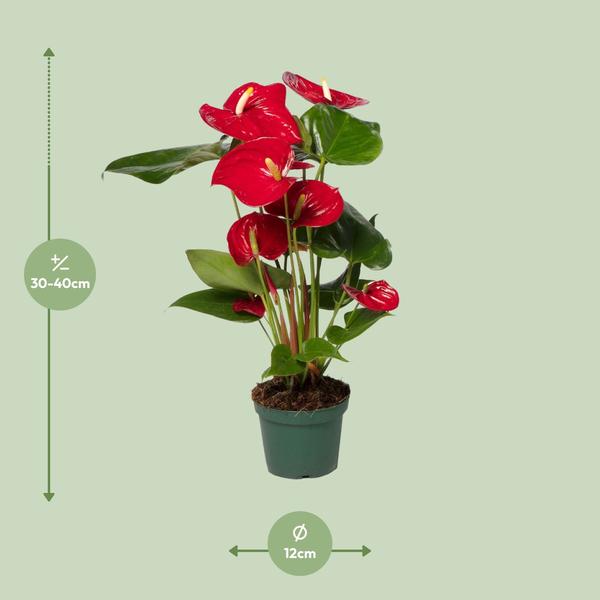 Anthurium Red - Ø17cm - ↕55cm - Ø12 - ↨40cm