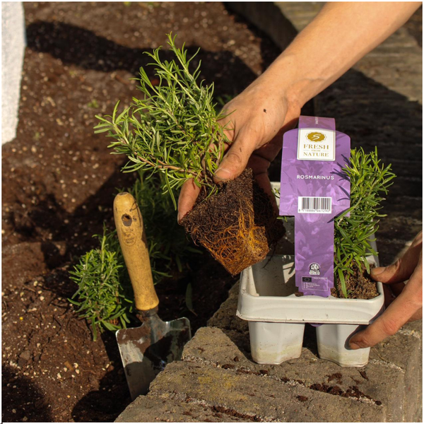 4 x 6 pack Rosmarinus officinalis - 6 x Ø7 cm - ↕25 cm