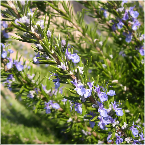 4 x 6 pack Rosmarinus officinalis - 6 x Ø7 cm - ↕25 cm