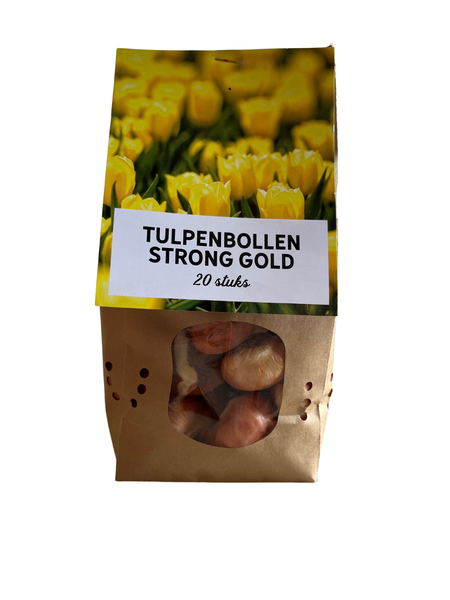 Strong gold - Tulpenbollen 20 Stücke
