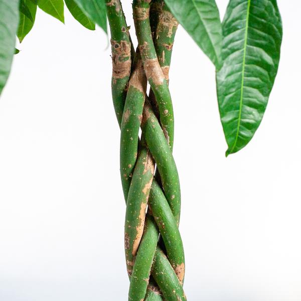 Pachira Aquatica XL mit Torun-Korb – 140 cm – Ø30