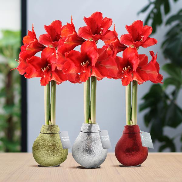 Ohne Wasser Blumen (wax amaryllis) XMAS Glitzer mix - 3er set + Rote Blumen