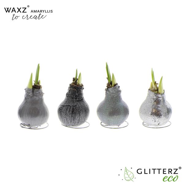 Amaryllis Waxz To Create Silver - 4 Stücke - Ø7 cm - ↕15 cm