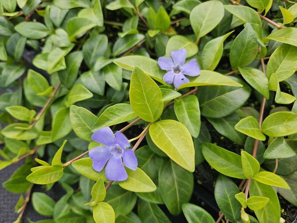 Vinca minor 'La Grave' - 12x