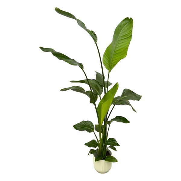 Strelitzia Nicolai mit Topf - 130 cm - Ø18